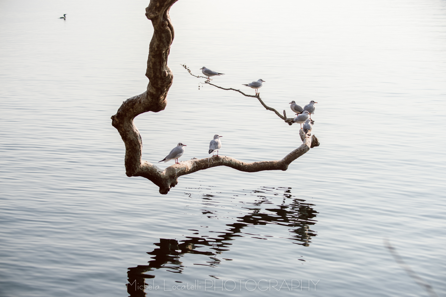 Passeggiando a Lugano - Parco Ciani 2018 Gabbiano Viaggi,Ticino,acqua,albero,lago,lugano,parco ciani,svizzera,swiss,uccelli,