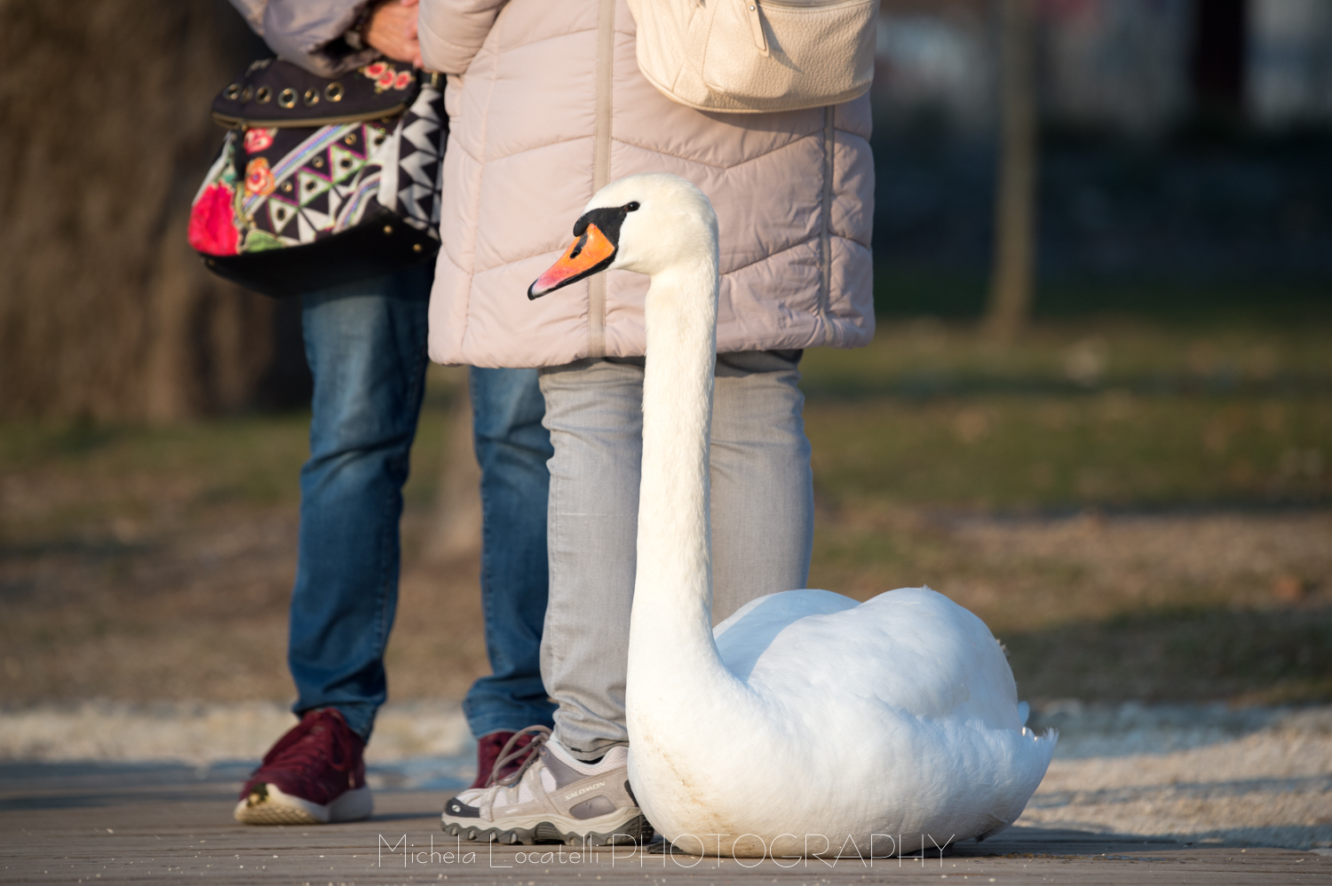 Passeggiando a Lugano - Parco Ciani 2018 Ticino,lugano,svizzera,swiss,uccelli,